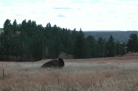 Wa25-Bison_WindCaveSD