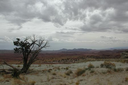 Yb21-FishLkForest_UT