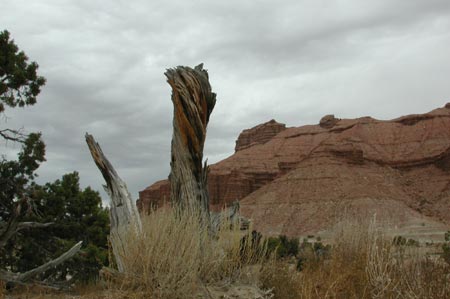 Yb22-FishLkForest_UT